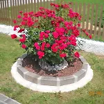 L'isola Delle Rose Frühstückspension *