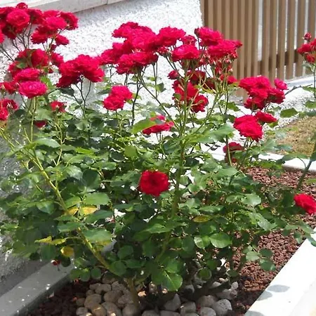 Oda ve Kahvaltı L'isola Delle Rose Sovramonte