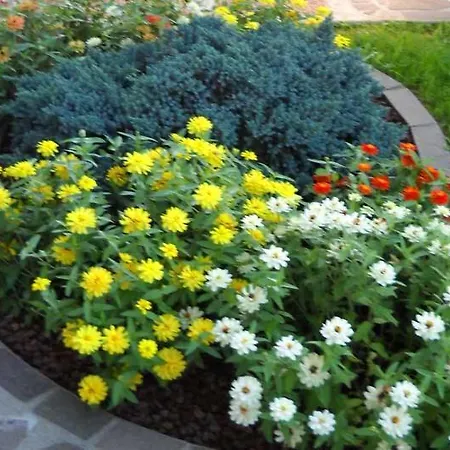 L'isola Delle Rose *