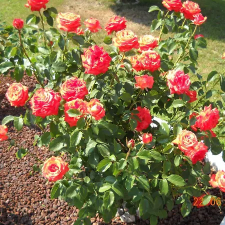 L'isola Delle Rose Oda ve Kahvaltı *