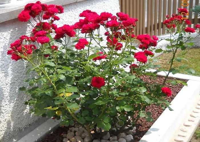 Frühstückspension L'isola Delle Rose Sovramonte